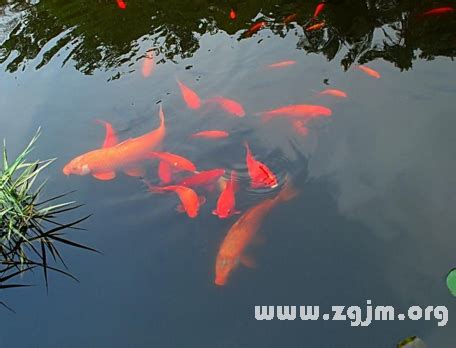 夢見水中有魚|做夢夢見水裡有很多魚是什麼意思